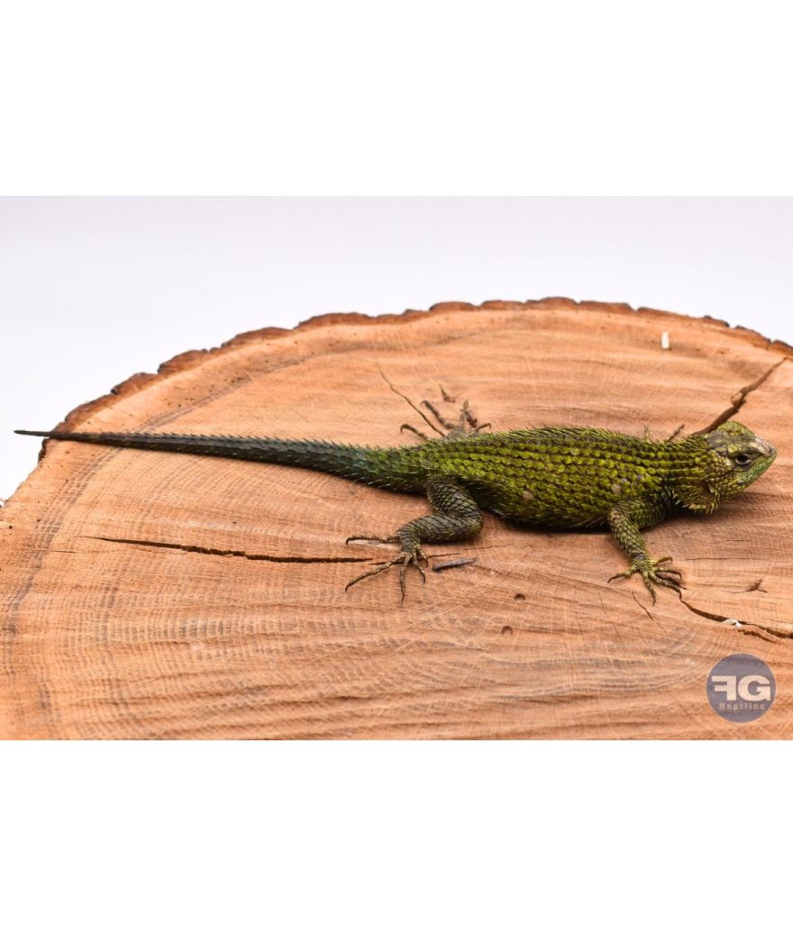 Sceloporus malachiticus