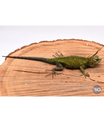 Sceloporus malachiticus