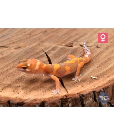 Eublepharis macularius Tangerine Designer Femelle 2026