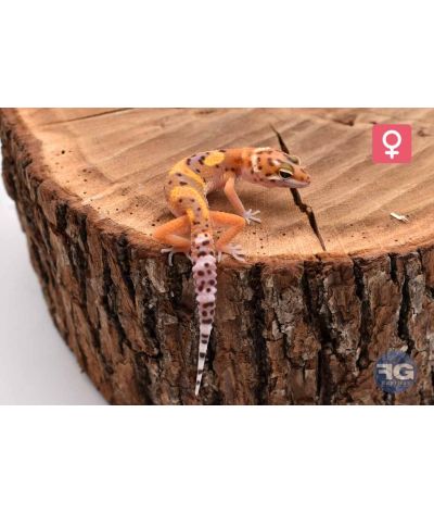 Eublepharis macularius Tangerine Designer Femelle 2026