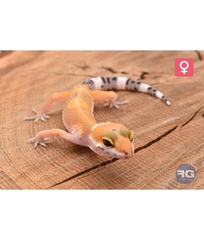 Eublepharis macularius Super Hypo Tangerine Femelle 2026
