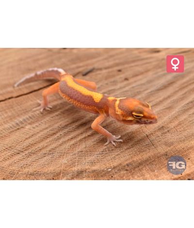 Eublepharis macularius Bell Stripe Femelle 2026