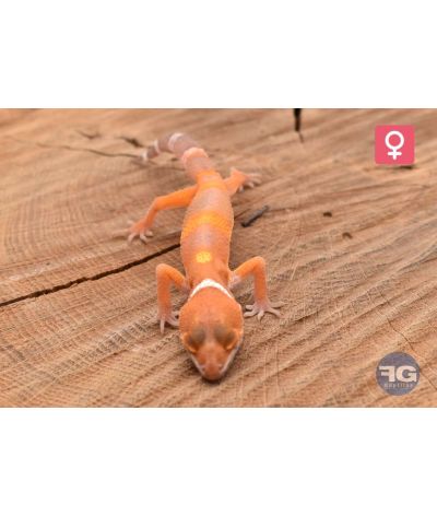 Eublepharis macularius Tangerine Tremper Femelle 2026