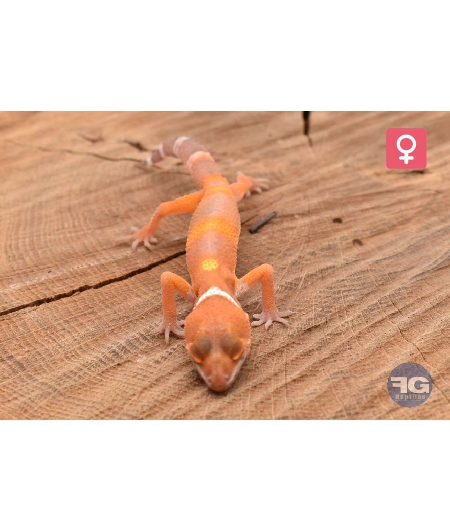 Eublepharis macularius Tangerine Tremper Femelle 2026