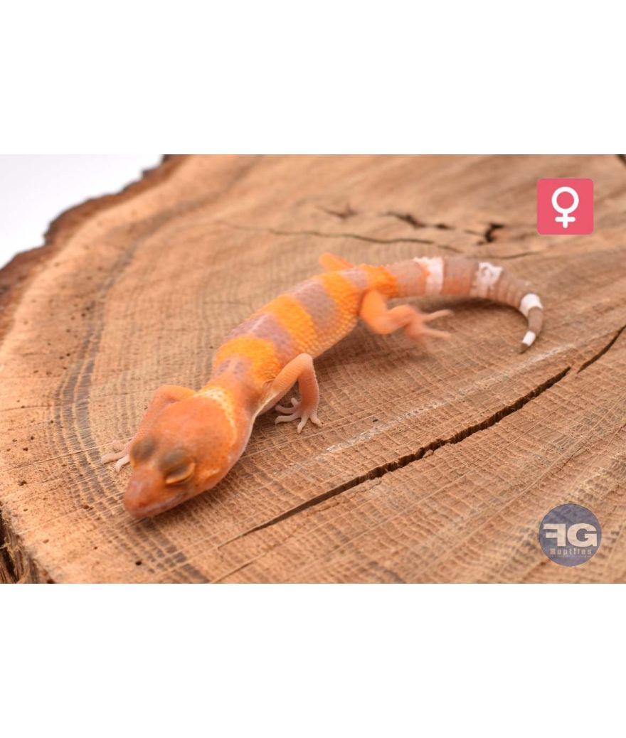 Eublepharis macularius Tangerine Tremper Femelle 2026