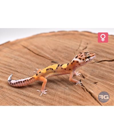 Eublepharis macularius Designer Femelle 2026