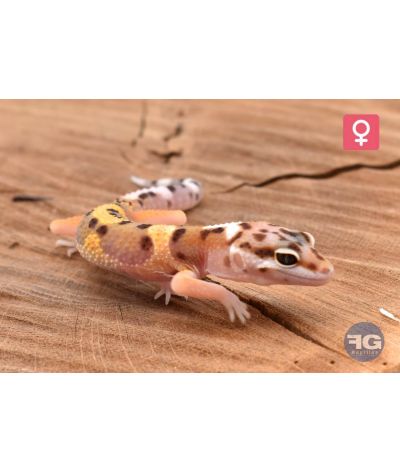 Eublepharis macularius Designer Femelle 2026