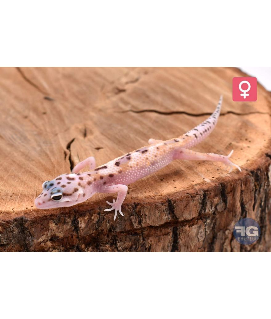 Eublepharis macularius Mack Snow Femelle 2026