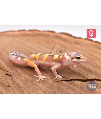 Eublepharis macularius Designer Femelle 2026