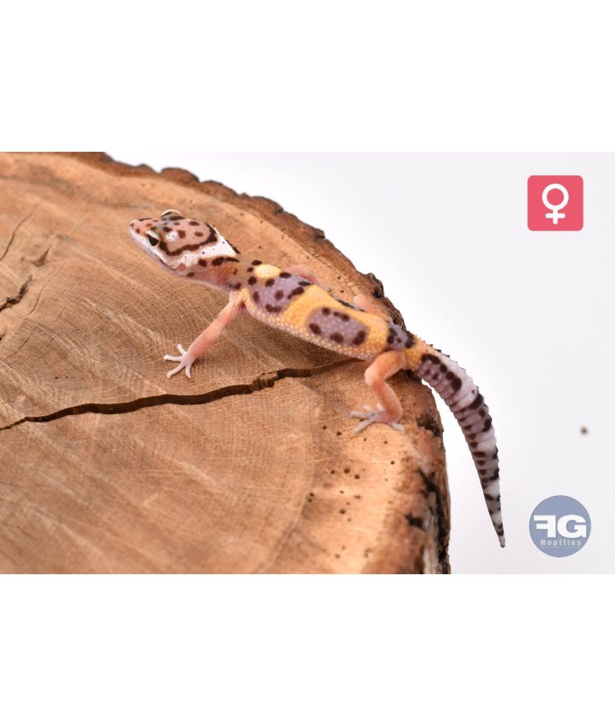 Eublepharis macularius Designer Femelle 2026
