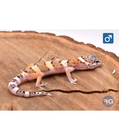 Eublepharis macularius Mack Snow Mâle 2026