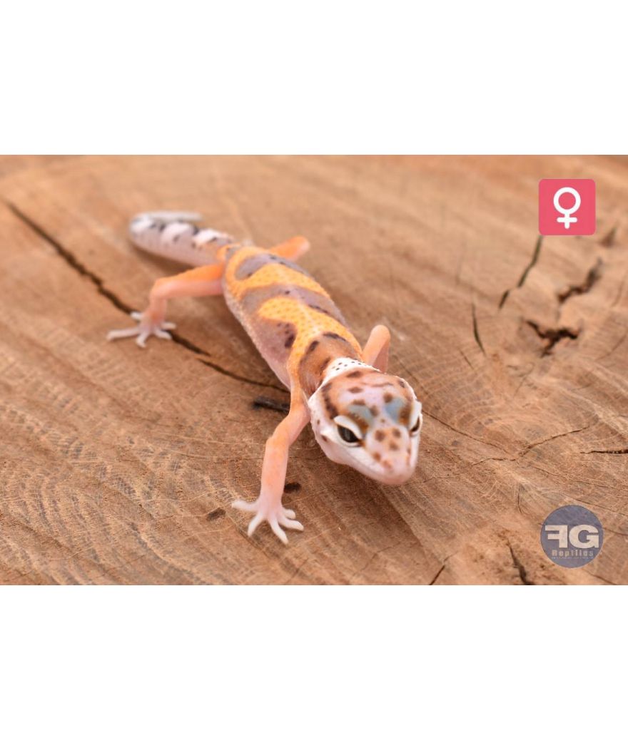 Eublepharis macularius Designer Femelle 2026