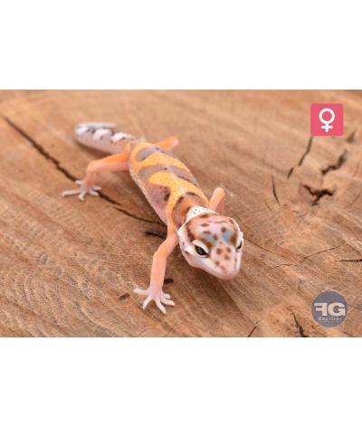 Eublepharis macularius Designer Femelle 2026