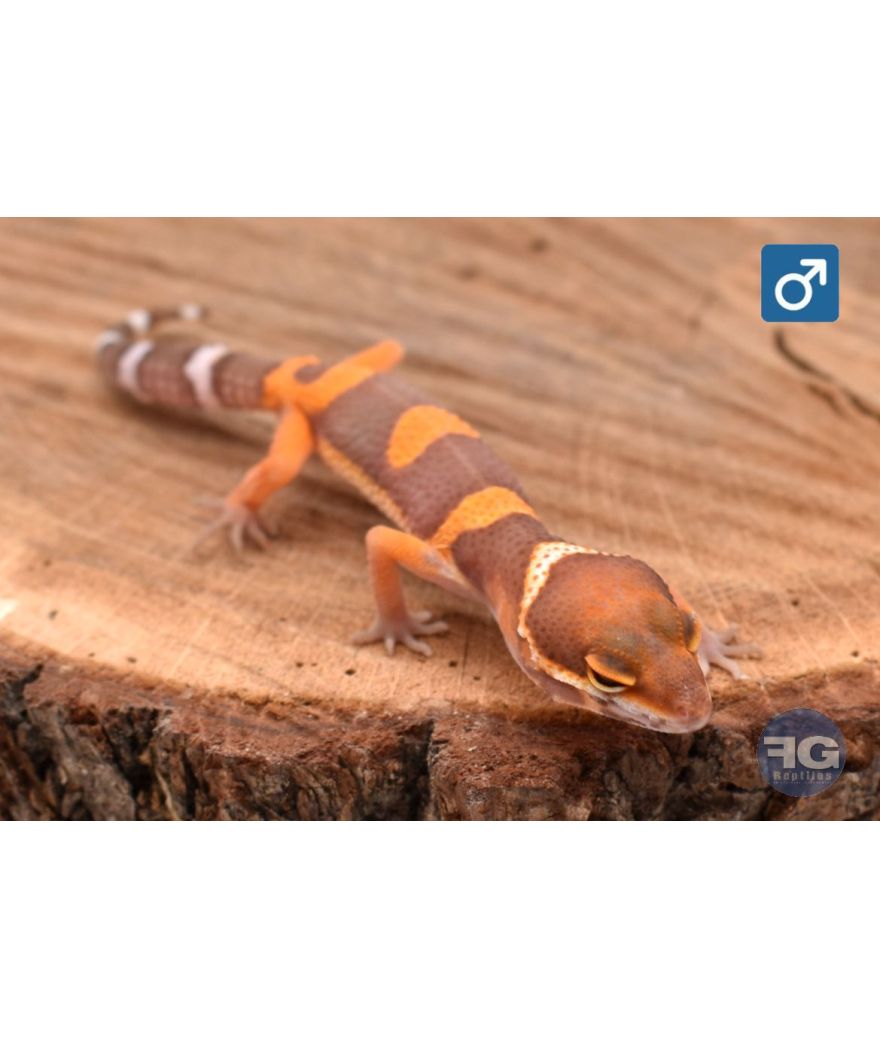 Eublepharis macularius Tangerine Tremper Mâle 2026