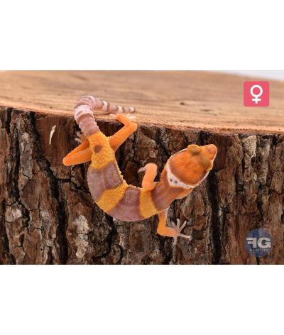 Eublepharis macularius Tangerine Tremper Femelle 2026