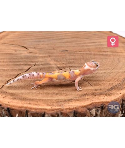 Eublepharis macularius Designer Femelle 2026