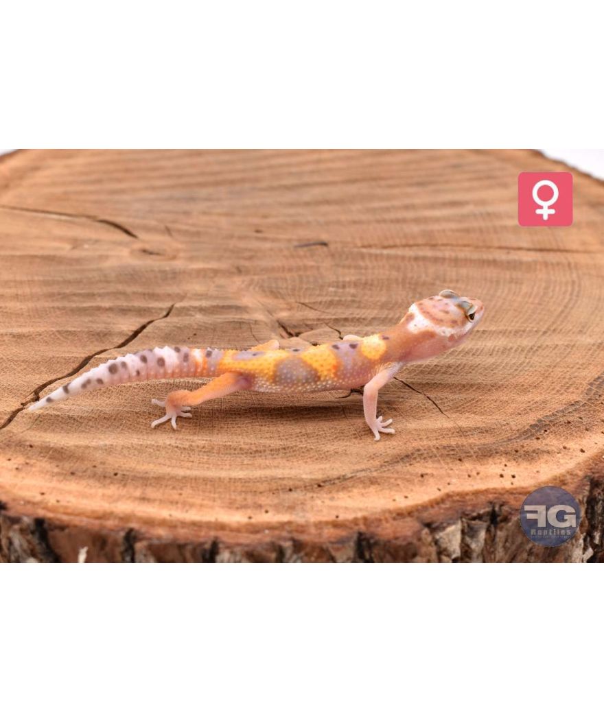 Eublepharis macularius Designer Femelle 2026