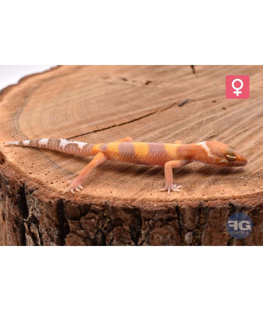 Eublepharis macularius Tangerine Tremper Femelle 2026