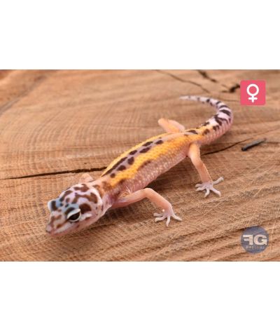 Eublepharis macularius Stripe Femelle 2026