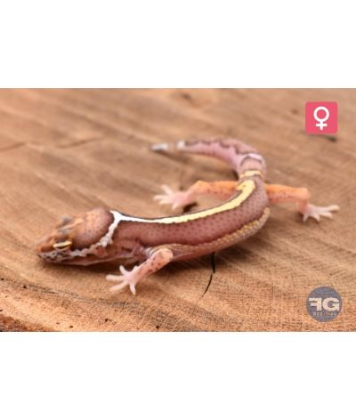 Eublepharis macularius Bell Stripe Femelle 2026