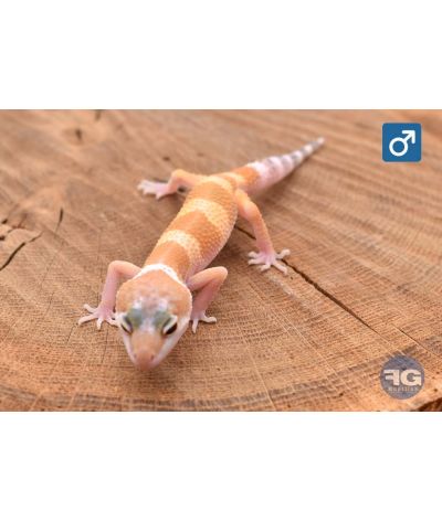 Eublepharis macularius Super Hypo Tangerine Mâle 2026
