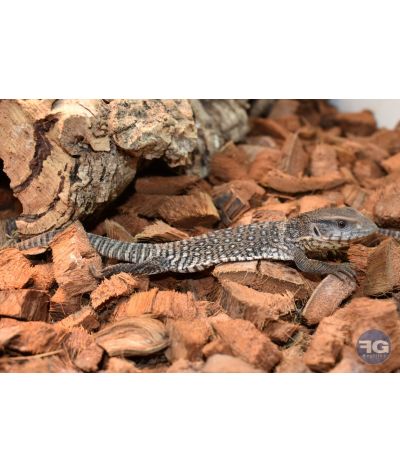 Varanus exanthematicus Varan des savances NC 2026