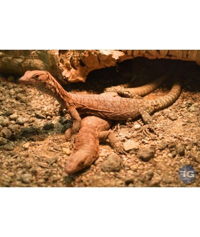 Varanus pilbarensis mâles 2025