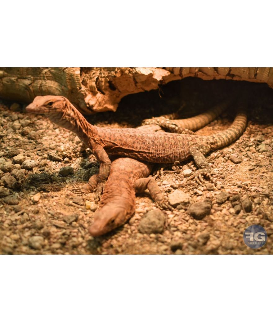 Varanus pilbarensis mâles 2025