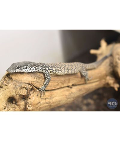 Varanus similis NC 2026