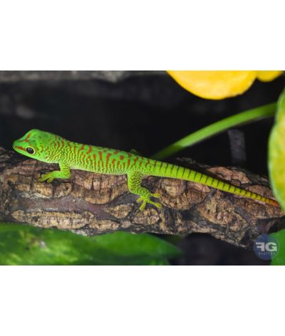 Phelsuma grandis High red - Jeune non sexé