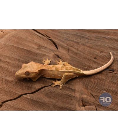 Correlophus ciliatus Harlequin PinStripe Non sexé 2026