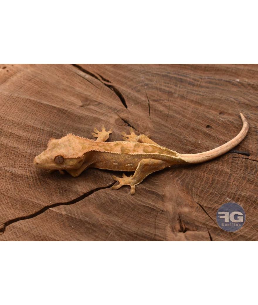 Correlophus ciliatus Harlequin PinStripe Non sexé 2026