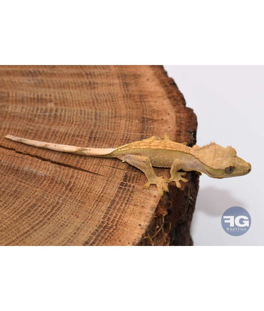 Correlophus ciliatus Harlequin PinStripe Non sexé 2026