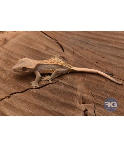 Correlophus ciliatus Pinstripe Dalmatien Non sexé 2026