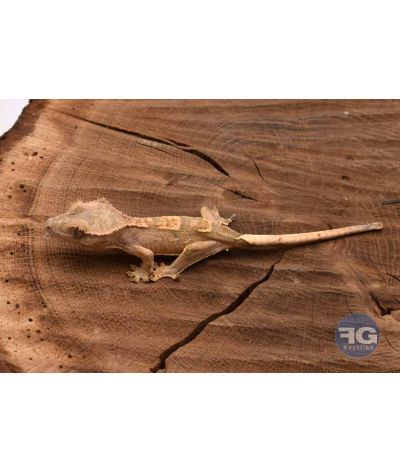 Correlophus ciliatus Harlequin Non sexé 2026