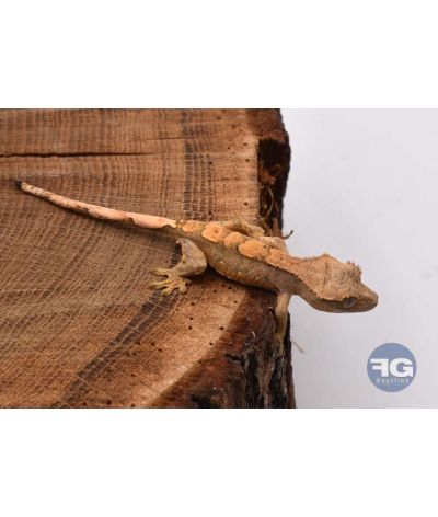 Correlophus ciliatus Harlequin Non sexé 2026