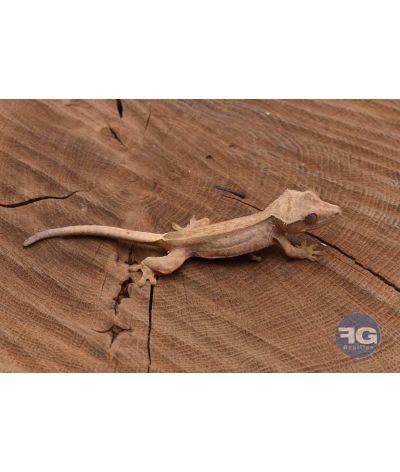 Correlophus ciliatus QuadStripe Non sexé 2026