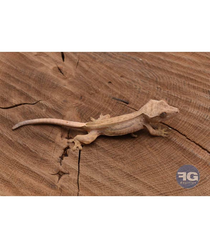 Correlophus ciliatus QuadStripe Non sexé 2026