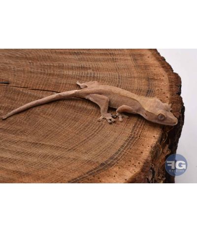 Correlophus ciliatus Red Non sexé 2026