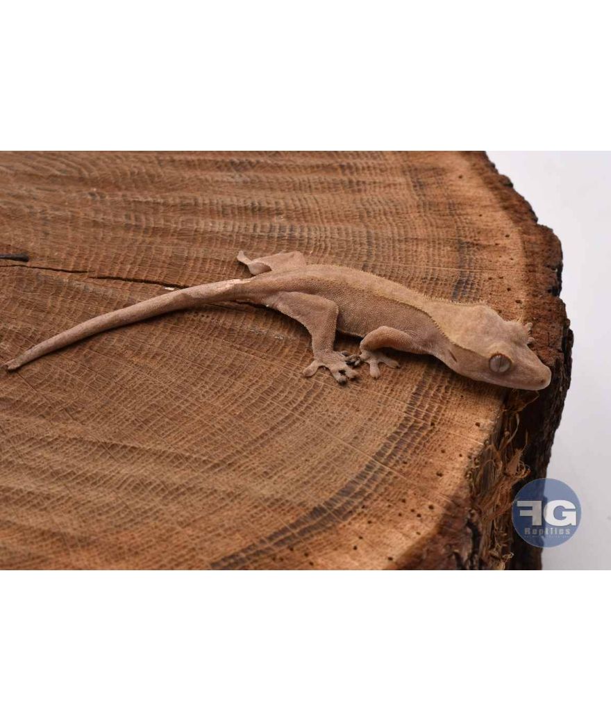 Correlophus ciliatus Red Non sexé 2026