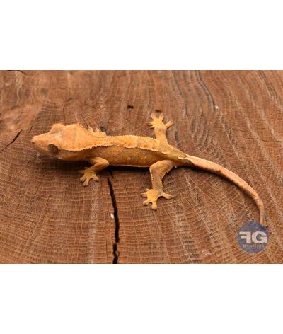 Correlophus ciliatus Harlequin Non sexé 2026