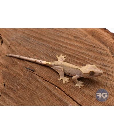 Correlophus ciliatus Dalmatien Non sexé 2026