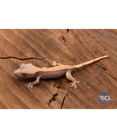 Correlophus ciliatus Harlequin Non sexé 2026