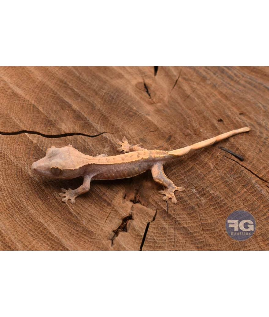 Correlophus ciliatus Harlequin Non sexé 2026