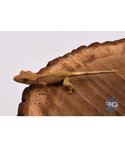 Correlophus ciliatus Brown Non sexé 2026