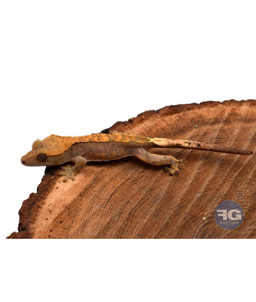 Correlophus ciliatus Harlequin Non sexé 2026