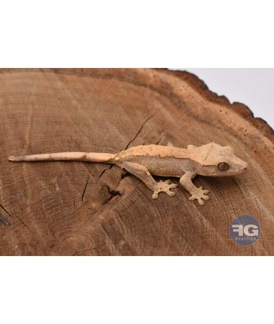 Correlophus ciliatus Cream Non sexé 2026