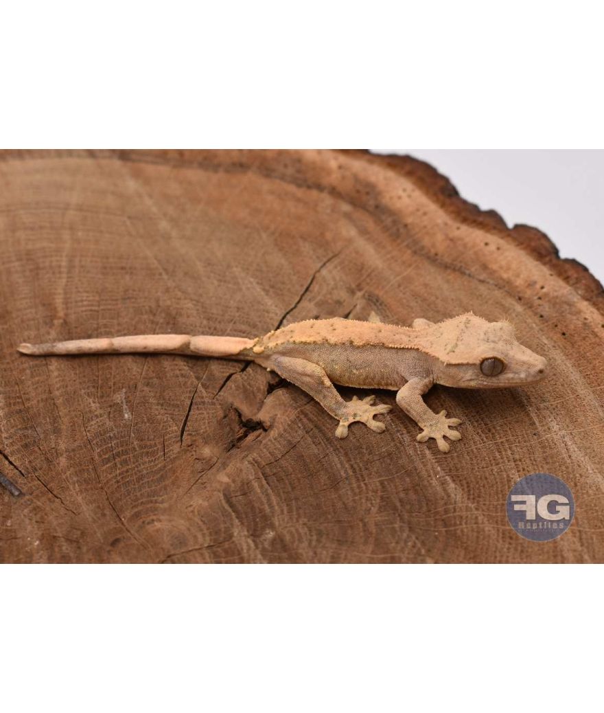 Correlophus ciliatus Cream Non sexé 2026