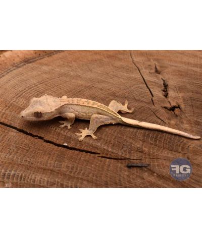 Correlophus ciliatus PinStripe Non sexé 2026