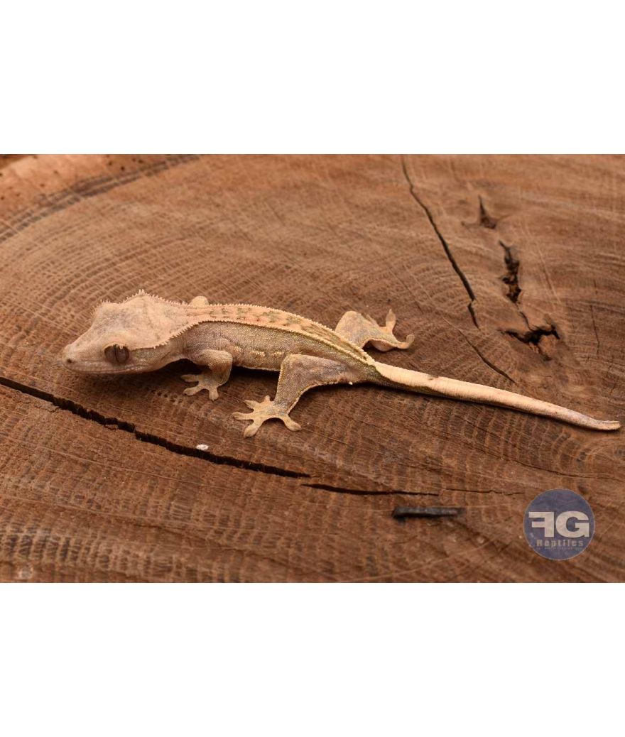 Correlophus ciliatus PinStripe Non sexé 2026